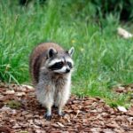 Пухнастий сомельє: Єнот «оцінював» спиртне в магазині США (2 ФОТО)