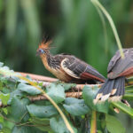 Найсмердючіший птах світу: Хто такий гоацин і чому він так погано пахне (ФОТО)
