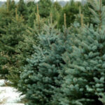 На Рівному вже стартував продаж новорічних ялинок: Де шукати та які ціни?