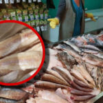 Як зрозуміти, що риба свіжа: лікар пояснив основні правила