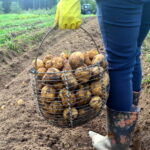 І гній не потрібен, і бур’янів не буде: що посіяти після картоплі на городі?