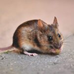 Взяла пластикову пляшку і миші лізуть в неї самі: пастка коштує 0 гривень і працює на 100%