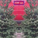 Ялинки по 3500 грн. із Данії продають на базарі в Рівному: є дешевші – як вони виглядають (ФОТО)