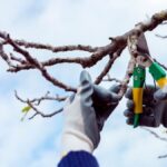 Наступного сезону вишні збиратимете відрами: як правильно обрізати дерево взимку?