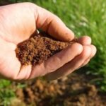 У ґрунт не додаю ні золи, ні перегною: просте добриво з двох компонентів робить землю напрочуд родючою