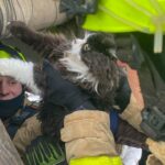 Кіт у біді: ДСНС врятували пухнастого з колодязя на Рівненщині