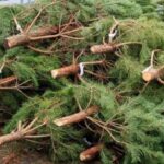 Ялинка з лісу чи з базару: Різниця може бути в кілька років тюрми