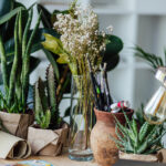 Посадіть їх у Новому році: 5 кімнатних рослин, що притягують гроші й удачу