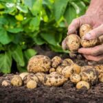 Тридцять відер з сотки: назвали найурожайніші сорти картоплі, що довго зберігаються