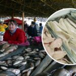 Не лише ціною: чим відрізняється хек від минтая — проста відповідь