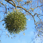 Зелені кулі на гілках: що насправді росте на деревах і навіщо у США під тими кулями цілуються 