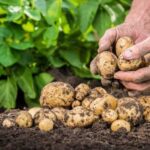 Як вдвічі збільшити врожай картоплі? Полийте цим один раз — і вона виросте вдвічі більшою