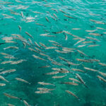 Лосось ціною не радує? Є риба з Чорного моря, яка не поступається йому користю 