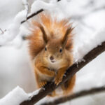 Морози не відступають: Якою буде погода на Рівненщині 20 січня