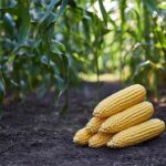 Агрономи радять саме їх: 3 ідеальні сорти кукурудзи, які солодші за цукор