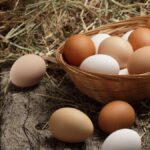 Які яйця краще: білі чи коричневі — що насправді корисніше