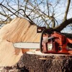 Масштабна розправа над лісом: на Рівненщині знищили понад 1500 дерев. Збитки – майже 5 млн