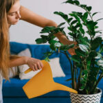 Полийте заміокулькас цим добривом — і рослина оживе на очах