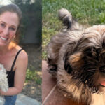 Коли любов до собаки коштує $50 000: історія клонування та розчарування (ФОТО)