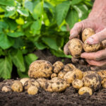 Добре розварюються й мають насичений аромат: українцям назвали найсмачніші сорти картоплі