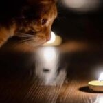 Світло вимикатимуть двічі : Графіки відключення електроенергії на 22 січня