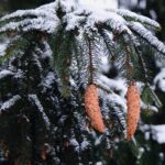 На Рівненщині в лісах масово збирають шишки: що з ними роблять