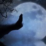 Вони відчувають біду першими: як коти й собаки попереджають про обстріли