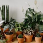 Помилка, через яку гинуть кімнатні рослини: як і коли правильно вносити добрива?