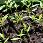 Ефективніше за гній та селітру: як у січні правильно підготувати ґрунт для розсади?