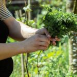 Обов’язково зробіть це перед посівом: урожай петрушки й кропу буде вдвічі більшим