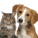 Нові правила для власників тварин: що хочуть заборонити в Україні