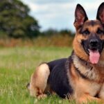 Ветеринар назвав 5 популярних порід собак, яких «не варто» заводити (ФОТО)