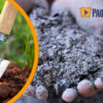 Запам’ятайте раз і назавжди: які рослини НЕ люблять золу?