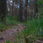 Не для продажу і не для декору: навіщо на Волині масово збирають лісові шишки