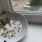 Ставлю на вікно тарілочку із сіллю, а туди – 2 цілих лаврових листи, і 3 подрібнених: не забобони, а «трюк»