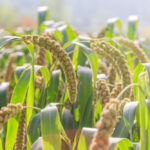 Золото на тарілці: дешева крупа, яка легко замінить кіноа й гречку