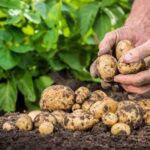 Картопля під загрозою: аграрії б’ють на сполох через нового шкідника