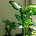 5 кімнатних рослин, які «проганяють» із дому гроші: народні прикмети