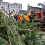 Куди віддавати святкові дерева у Рівному?