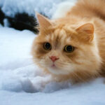 Сибірський антициклон морозить Рівненщину: Таких «мінусів» давно не було